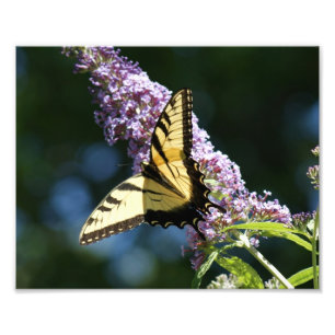 Butterfly Beauty 10x8 Fotografische Afdruk