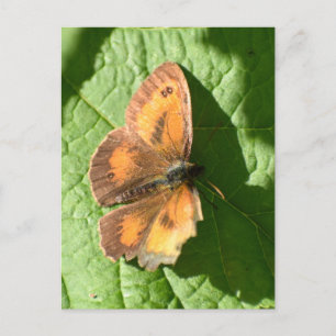 Butterfly Briefkaart