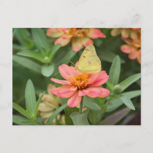 Butterfly Briefkaart (Voorkant)