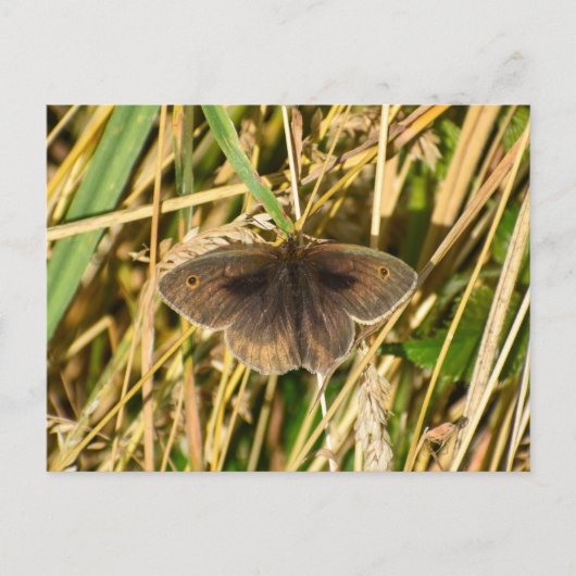 Butterfly Briefkaart (Voorkant)