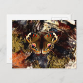 Butterfly Briefkaart (Voorkant / Achterkant)