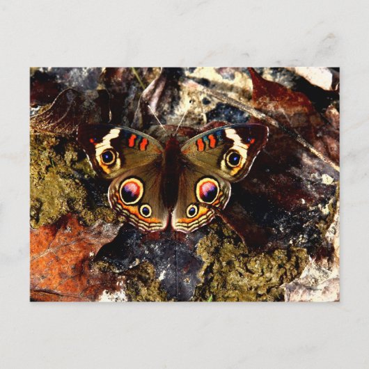 Butterfly Briefkaart (Voorkant)