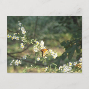 Butterfly Briefkaart