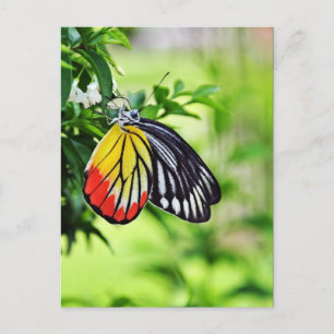 Butterfly - briefkaarten