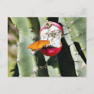 Butterfly Butterflies Cactus Briefkaart