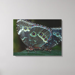Butterfly Canvas Afdruk