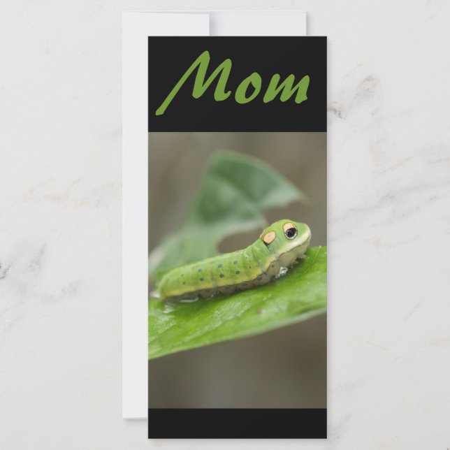 Butterfly Caterpijler Larva (Voorkant)