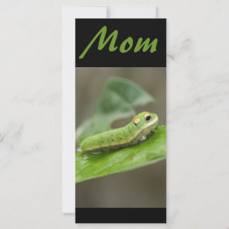 Butterfly Caterpijler Larva