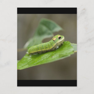 Butterfly Caterpijler Larva Briefkaart