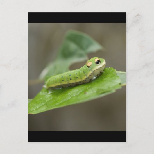 Butterfly Caterpijler Larva Briefkaart (Voorkant)