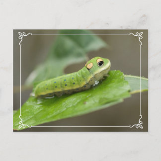Butterfly Caterpijler Larva Briefkaart