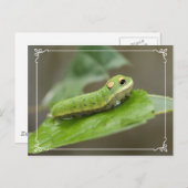 Butterfly Caterpijler Larva Briefkaart (Voorkant / Achterkant)