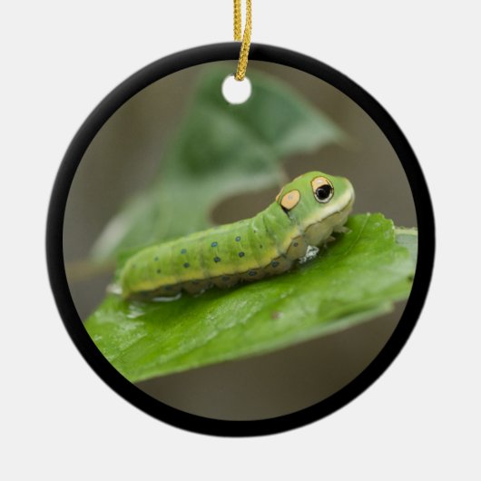 Butterfly Caterpijler Larva Keramisch Ornament (Voorkant)