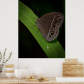 Butterfly Closeup Photo Poster (Keuken)