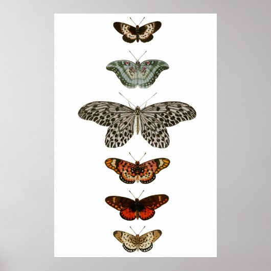 Butterfly Compilatie Poster (Voorkant)