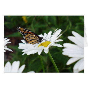 Butterfly Daisy