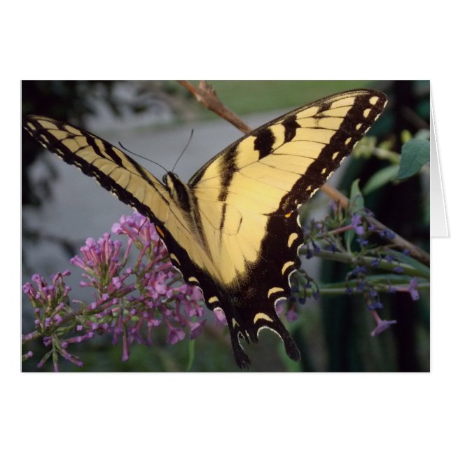 Butterfly Dreams (Voorkant Horizontaal)