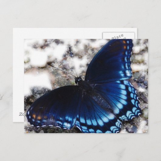 Butterfly-effect Briefkaart (Voorkant / Achterkant)