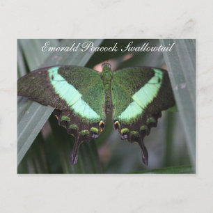 Butterfly Emerald Peacock Swallowtail # 2 Briefkaart