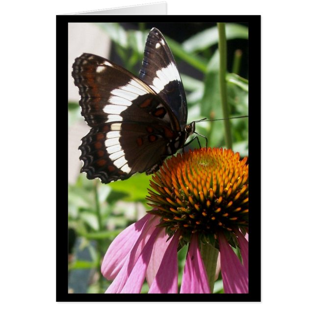 Butterfly en Echinacea (Voorkant)
