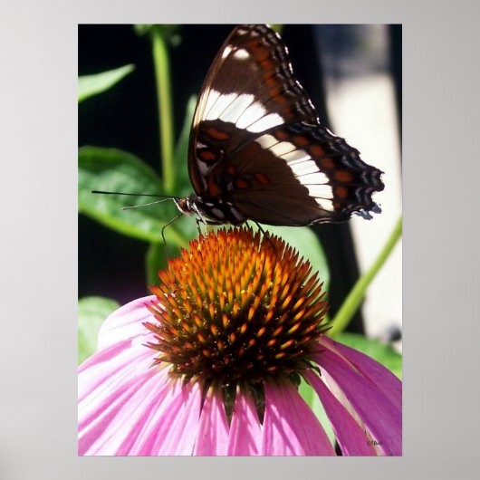 Butterfly en Echinecea 92 Poster (Voorkant)