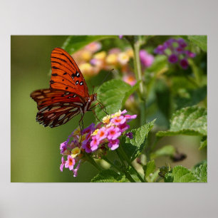 Butterfly en Lantana Poster