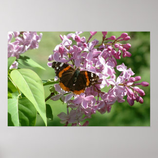 Butterfly en Lilacs Poster