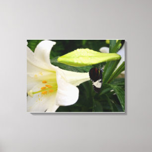Butterfly en Lily Canvas Afdruk