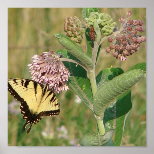 Butterfly en Milkweed Poster (Voorkant)