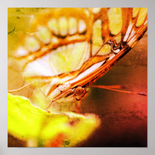 Butterfly Face Close-up van verontruste kunst Poster