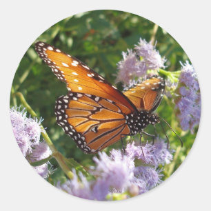 Butterfly Foto Monarch Resting Paarse Floral Ronde Sticker