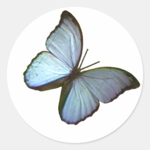 Butterfly Freiburg Duitsland Blauw 45 deg Het MUSE Ronde Sticker