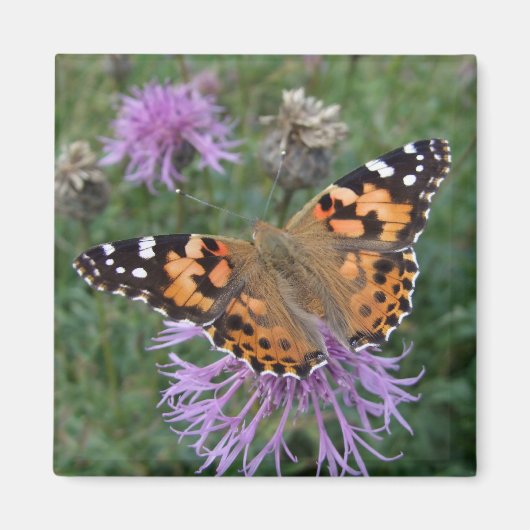 Butterfly Fridge Magnettes Magneet (Voorkant)