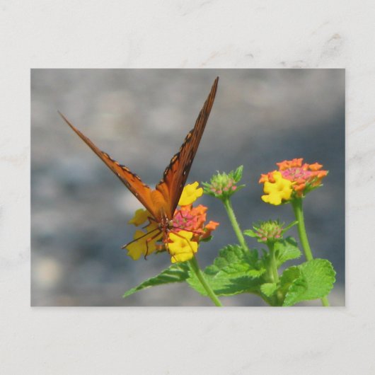 Butterfly Garden Briefkaart (Voorkant)