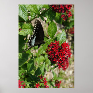 Butterfly Garden Poster