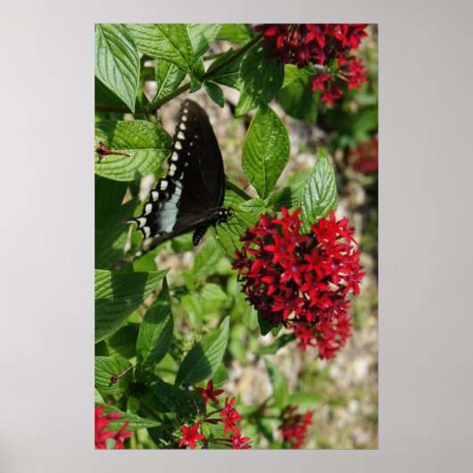 Butterfly Garden Poster (Voorkant)