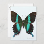 Butterfly gevonden in regio's van Azië en India Briefkaart (Voorkant / Achterkant)