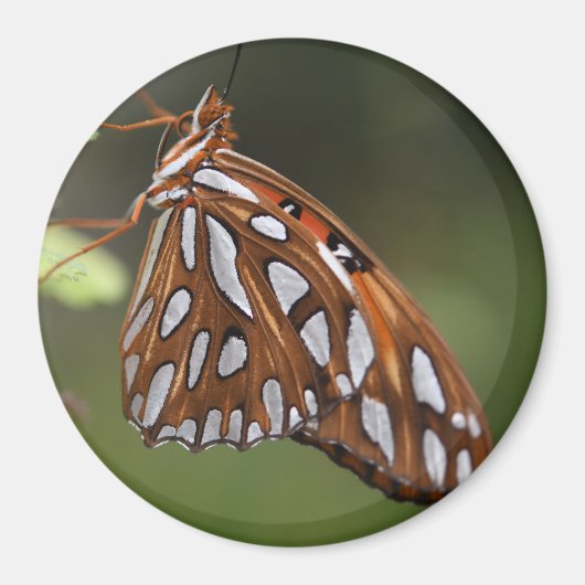 Butterfly Gulf Fritillary Passion Oranje gepolijst Magneet (Voorkant)