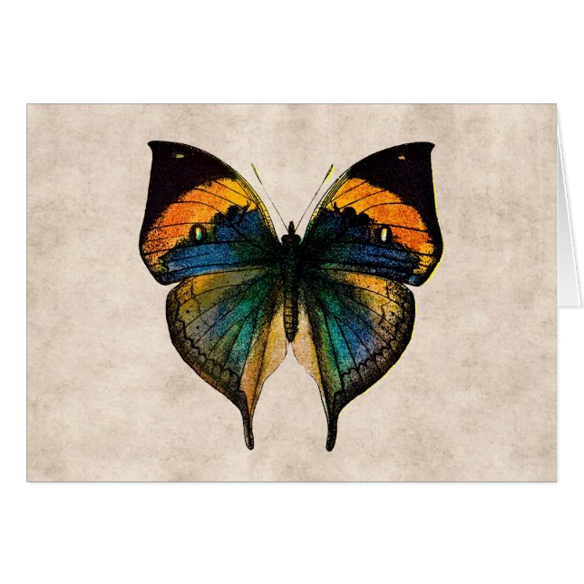  Butterfly Illustration 1800's Butterflies (Voorkant Horizontaal)