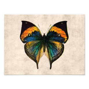Butterfly Illustration 1800's Butterflies Foto Afdruk