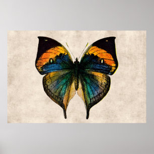 Butterfly Illustration 1800's Butterflies Poster