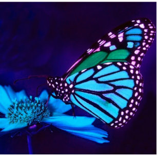 Butterfly in Blue Light Photo Sculpture Staand Fotobeeldje