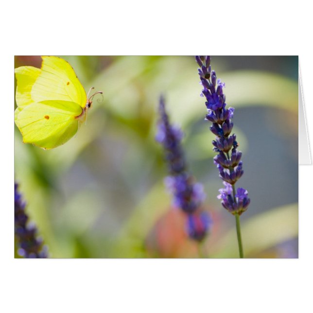 butterfly in flight (Devant horizontal)