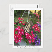 Butterfly in Springtime Briefkaart (Voorkant / Achterkant)