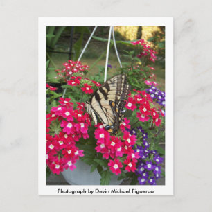 Butterfly in Springtime Briefkaart