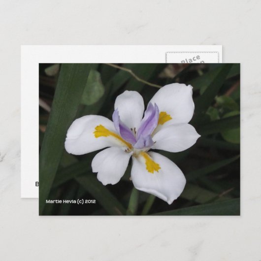 Butterfly Iris Briefkaart (Voorkant / Achterkant)