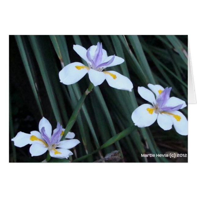 Butterfly Iris Trio (Voorkant Horizontaal)
