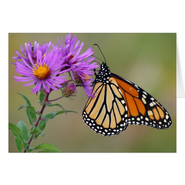 Butterfly-kaart (Voorkant Horizontaal)