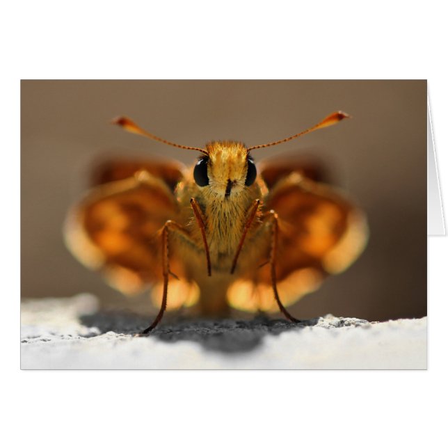 Butterfly kijkt me aan (Voorkant Horizontaal)