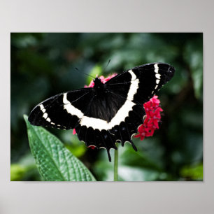 Butterfly Lolipop Afdrukken Poster